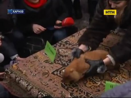 Сурки и синоптики не обещают ранней весны украинцам