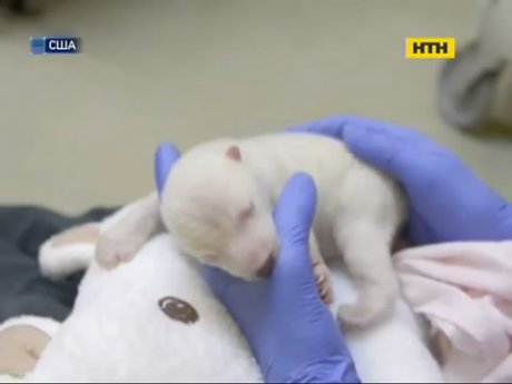 Всесвітньовідоме біле ведмежа отримало ім'я