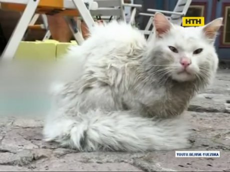 Котик-нелегал возз'єднався зі своїми господарями