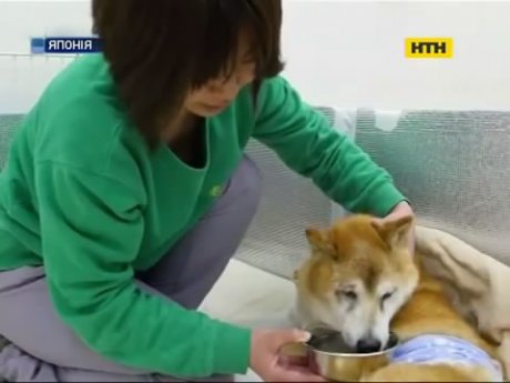В Японії існують заклади для літніх собак