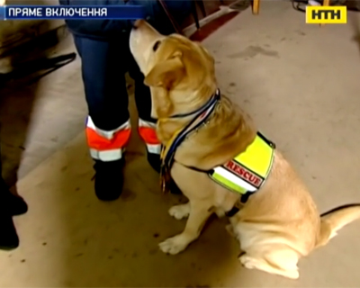 Собака спасла жизнь людей после обрушения дома в Киеве