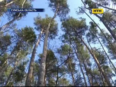 На Сумщині знайшли повішену школярку