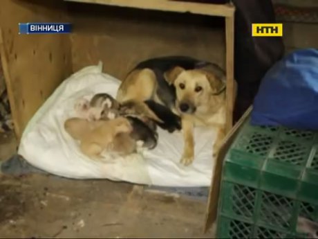 У Вінниці врятували поховану заживо собаку з цуценятами
