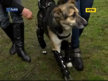 Песик на протезах шукає друга і господаря