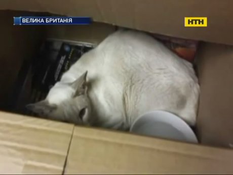 В Англії кицька тиждень мандрувала всередині поштової посилки