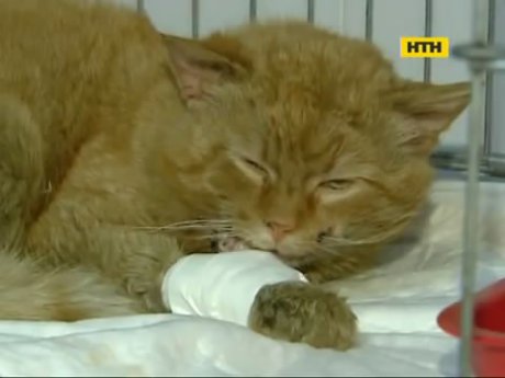 В столице травмированный котик ищет хозяина