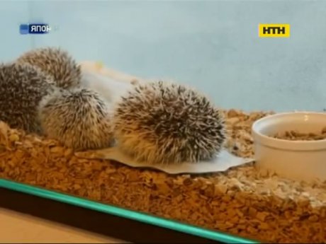 Їжачки-психотерапевти почали працювати в Японії
