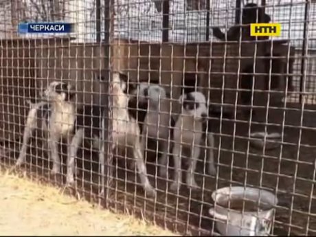 У Черкасах скандал через зграю агресивних алабаїв