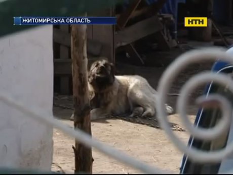 На Житомирщині дворовий пес загриз дитину