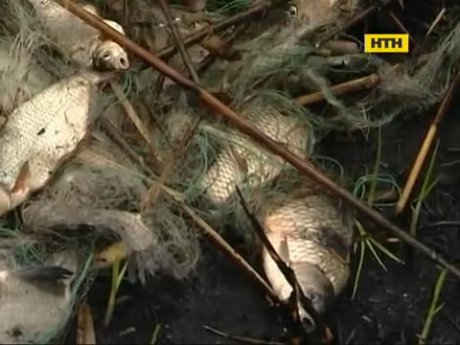 Як захистити рибу від браконьєрів під час нересту