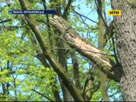В Івано-Франківську в парку на подружжя з дитиною впало дерево