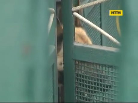 Бійцівський пес загриз нетверезого хазяїна в Запоріжжі