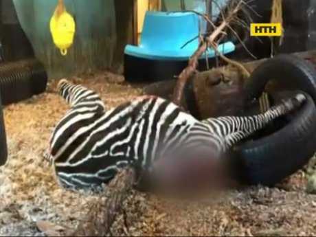 У норвезькому звіринці левів нагодували зеброю