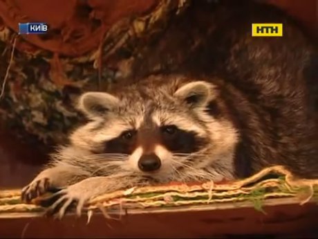 Незвичні домашні улюбленці - єноти