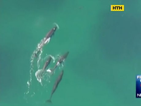 Австралієць зафільмував битву косатки з акулою