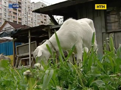 Столичні контрасти - ферма посеред новобудов
