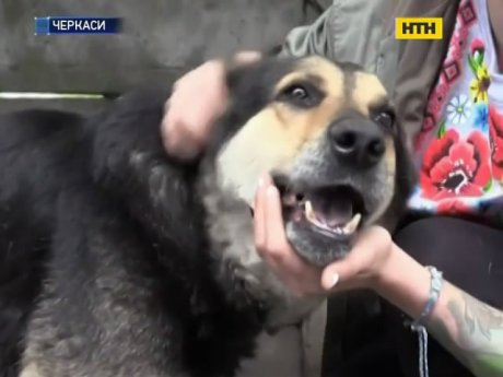У черкаському притулку собаки залишилися без щеплення проти сказу