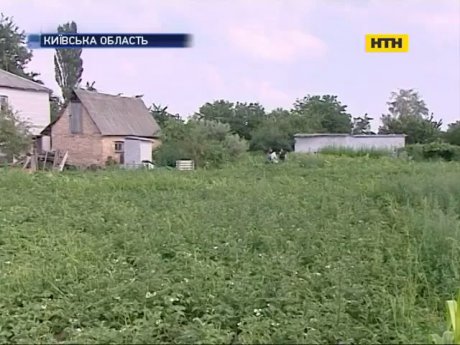 Житель Обухова выращивал коноплю посреди города