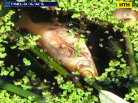 Экологическая катастрофа в Сумской области: в реке Сула почернела вода и погибла вся рыба