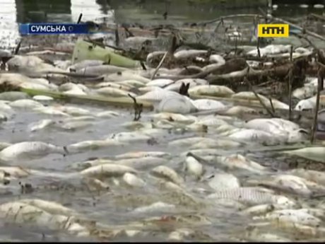 Кто виноват в массовой гибели рыбы на Сумщине