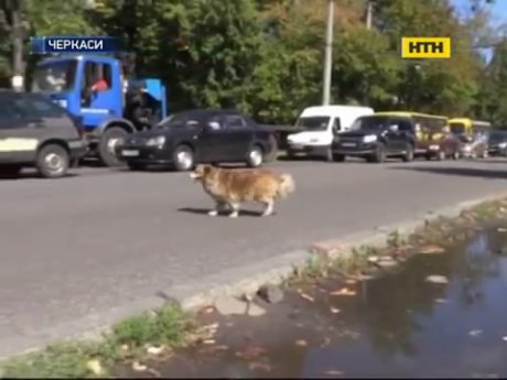 В Черкассах пес учит водителей и пешеходов правилам движения