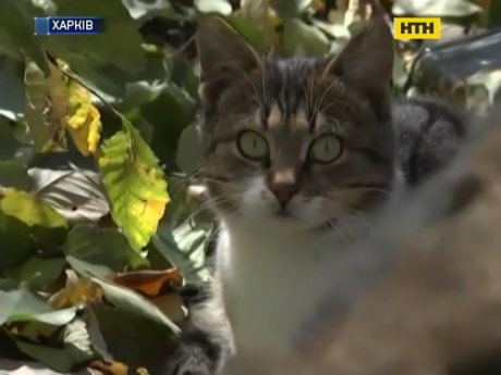 У Харкові вимагають покарання живодерів