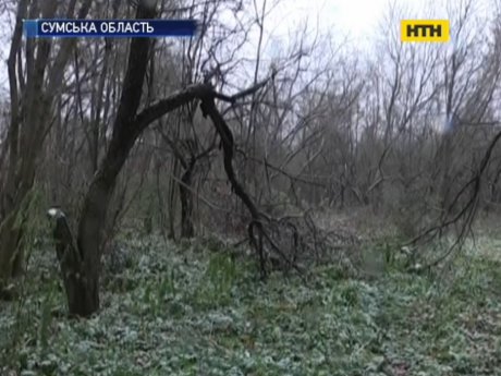 У глухівському лісі знову знайшли людські останки