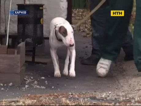 Юной садистке из Харькова вернули собаку