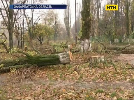 В Ужгороді величезний стовбур впав на дитину