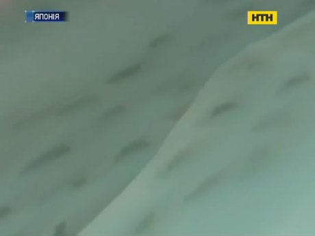 Скандал вокруг катка в Японии