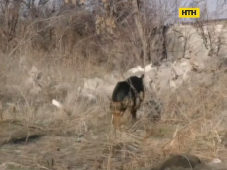 Убийство в Мариуполе раскрыли благодаря бродячим псам