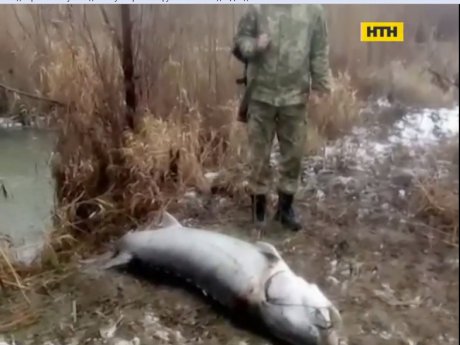 На Одещині прикордонники затримали рибалку, що ловив рибу, занесену до Червоної книги