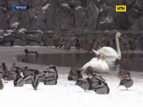 Як готуються до свят мешканці черкаського зоопарку