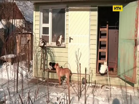 Мини-приют для животных на Прикарпатье ищет добрые руки для своих воспитанников