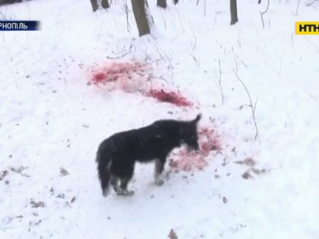 Пенсионерку из Тернополя разорвали собаки, которых она подкармливала