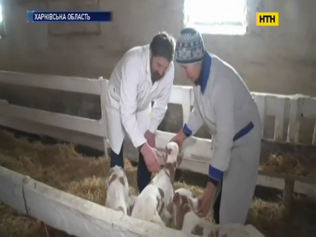 На Харьковщине корова родила сразу четырех телят