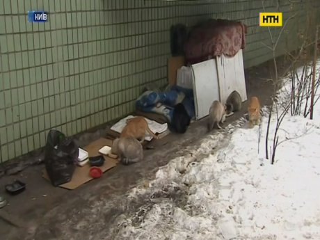 Зоозащитники требуют признать бездомных котов частью экосистемы города