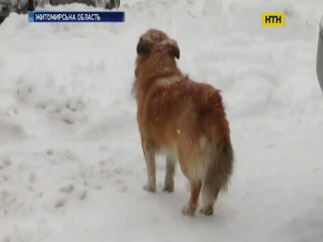 Страшная находка на Житомирщине