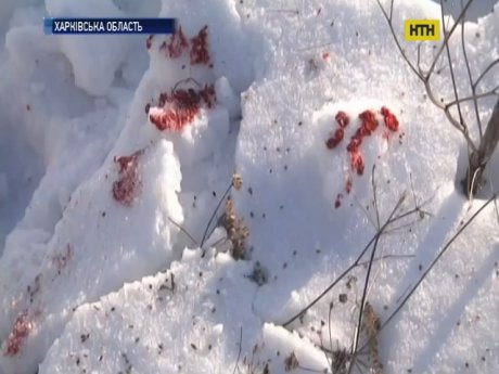 На Харьковщине домашняя овчарка загрызла 4-летнего мальчика