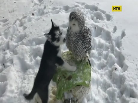 Сентиментальные отношения между собачкой и совой