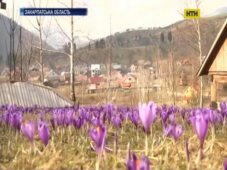 Закарпатье расцвело крокусами