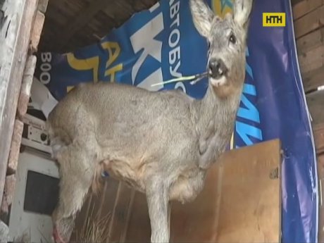 В Запорожье патрульные спасли косулю