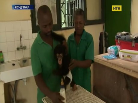 Британские журналисты спасли детеныша шимпанзе