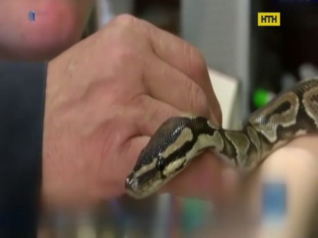 В Дрездене можно заказать змеиный массаж