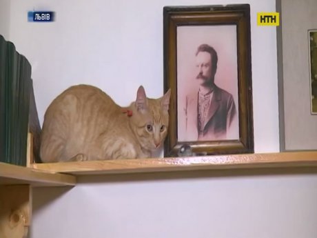 Музей Франко провел конкурс на должность кота