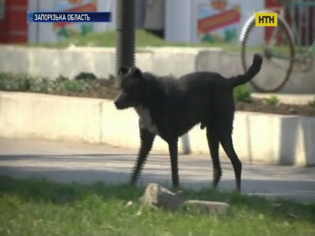 На Запорожье агрессивный пес уложил на больничные койки пятерых горожан