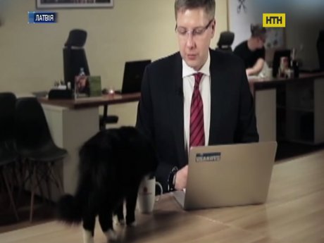 В Риге кот принял участие в прямом эфире