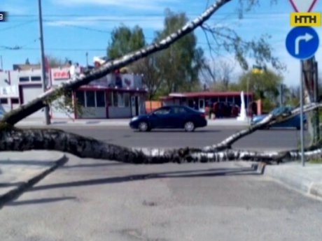 Огромное дерево едва не убило школьницу во Львове