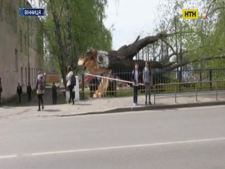 Сломанное ветром дерево травмировало школьника в Виннице