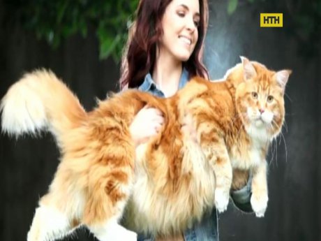 Австралійський котик зазіхає на рекорд Гіннеса